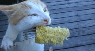Cat eats with a fork HD Wallpapers
