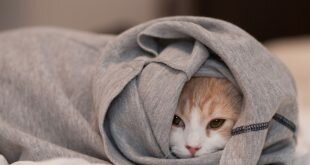 Cat hiding in a jacket HD Wallpapers