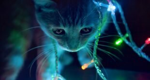 Cat in Christmas garland HD Wallpapers