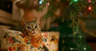 Cat in a New Year gift HD Wallpapers