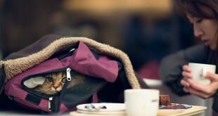 Cat in a backpack girl HD Wallpapers