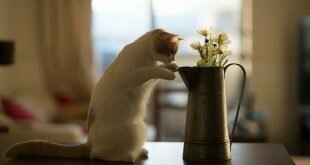 Cat in a jug with flowers HD Wallpapers