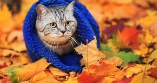 Cat in a warm scarf for fall foliage HD Wallpapers