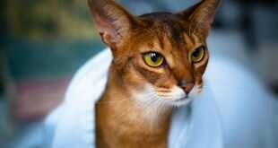 Cat in a white towel HD Wallpapers