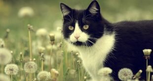 Cat in dandelions HD Wallpapers