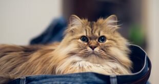 Cat in jeans HD Wallpapers