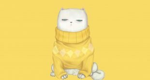 Cat in sweater HD Wallpapers