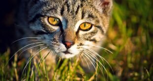 Cat in the Grass HD Wallpapers