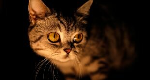 Cat in the night HD Wallpapers