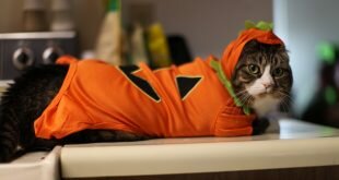 Cat in the orange dress HD Wallpapers