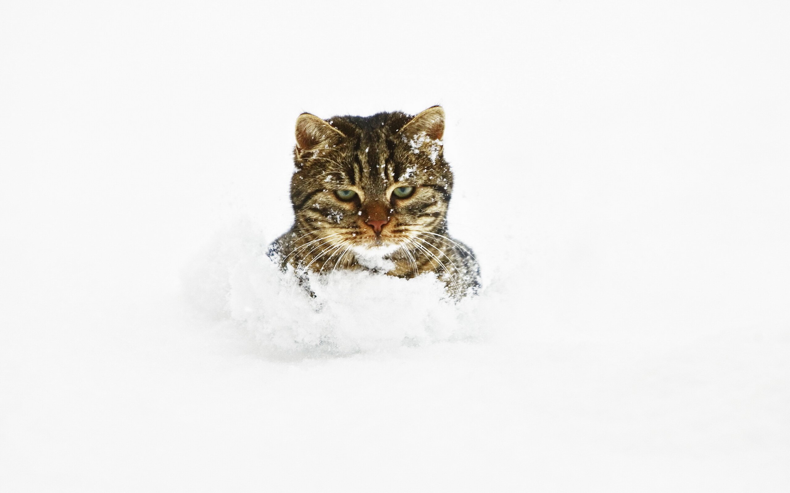 Cat in the snow HD Wallpapers photo