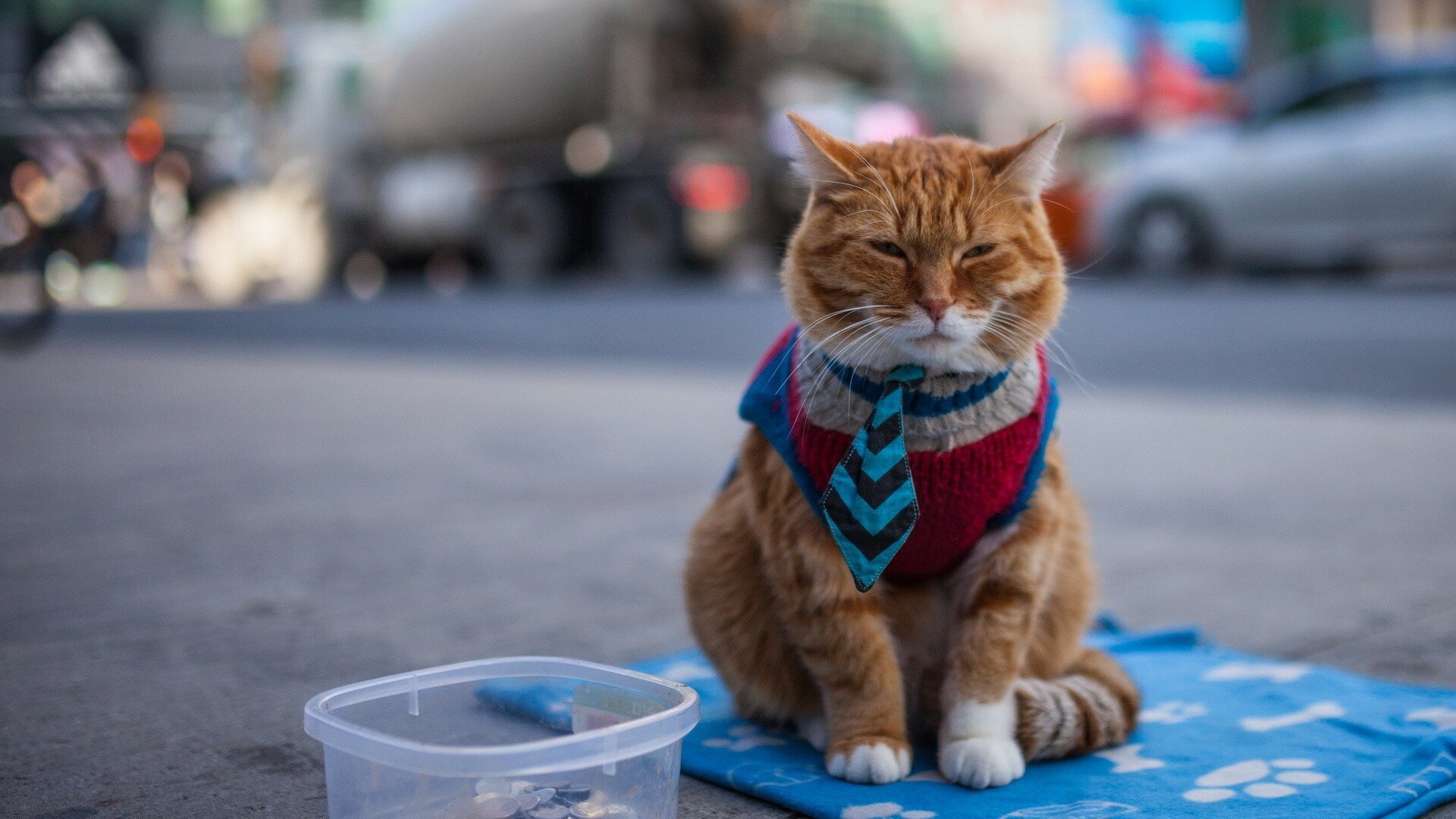 Cat in vest and tie HD Wallpapers photo