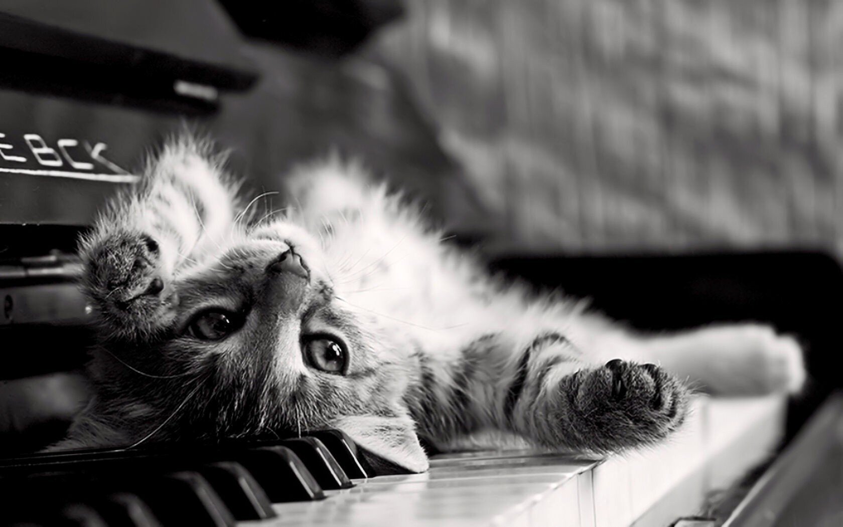 Cat is back on the piano keys HD Wallpapers photo