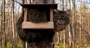 Cat is waiting for birds HD Wallpapers