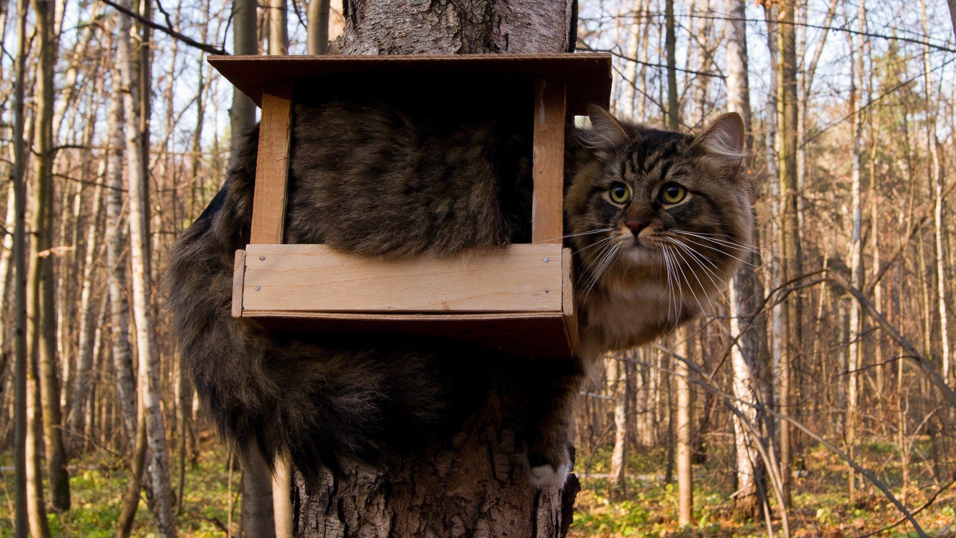 Cat is waiting for birds HD Wallpapers photo