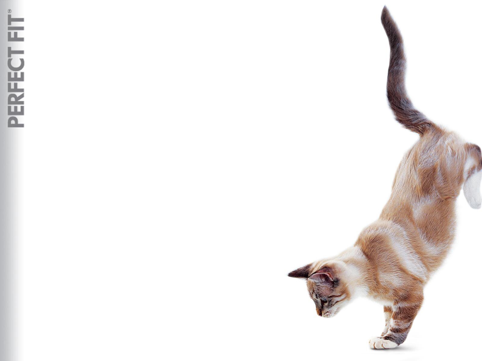 Cat jumping HD Wallpapers photo