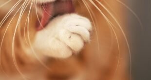Cat licking paw HD Wallpapers