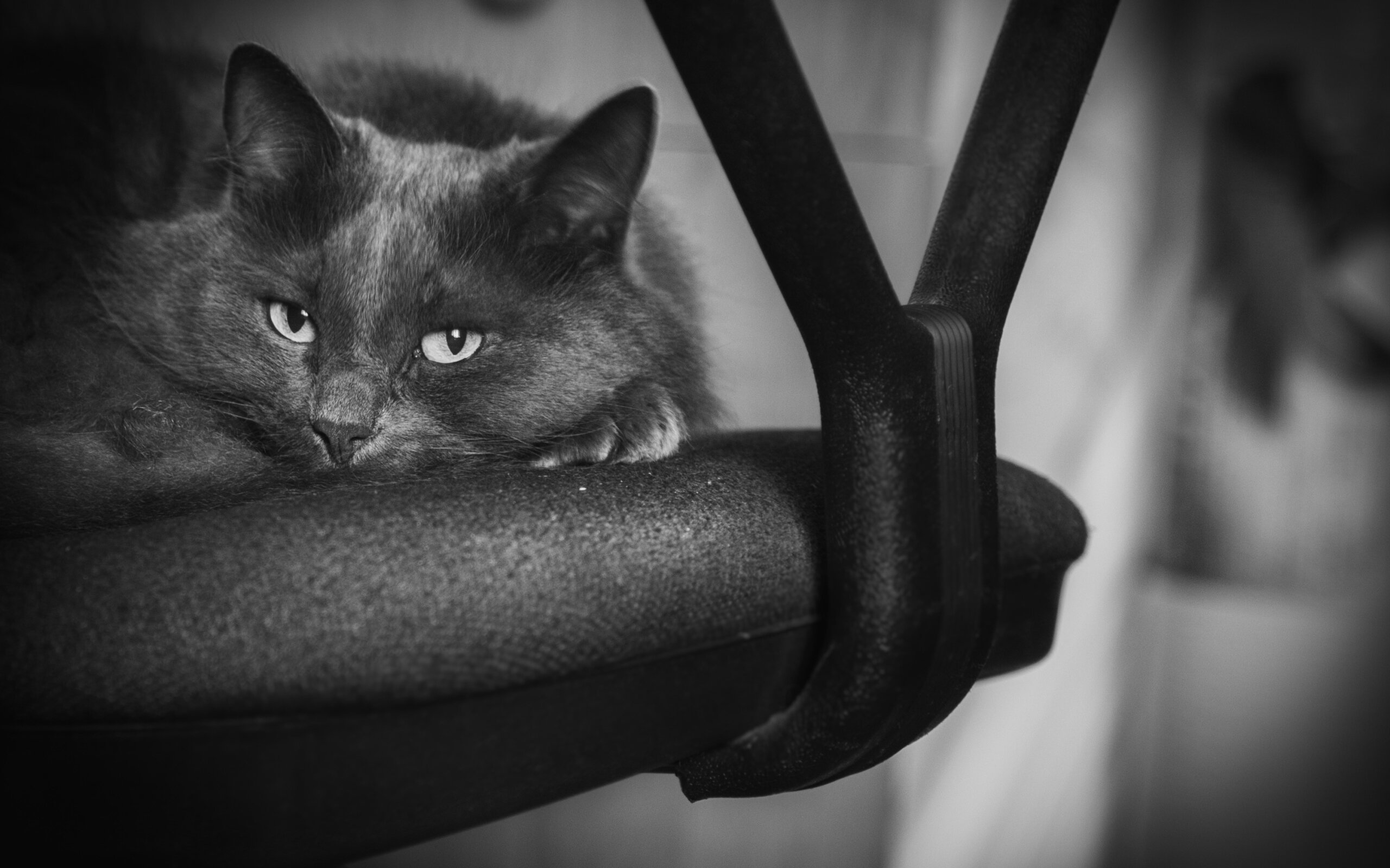 Cat lies on a chair HD Wallpapers photo