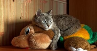 Cat lies on a soft toy HD Wallpapers