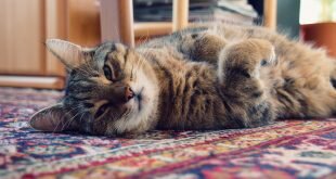 Cat lies on the carpet HD Wallpapers