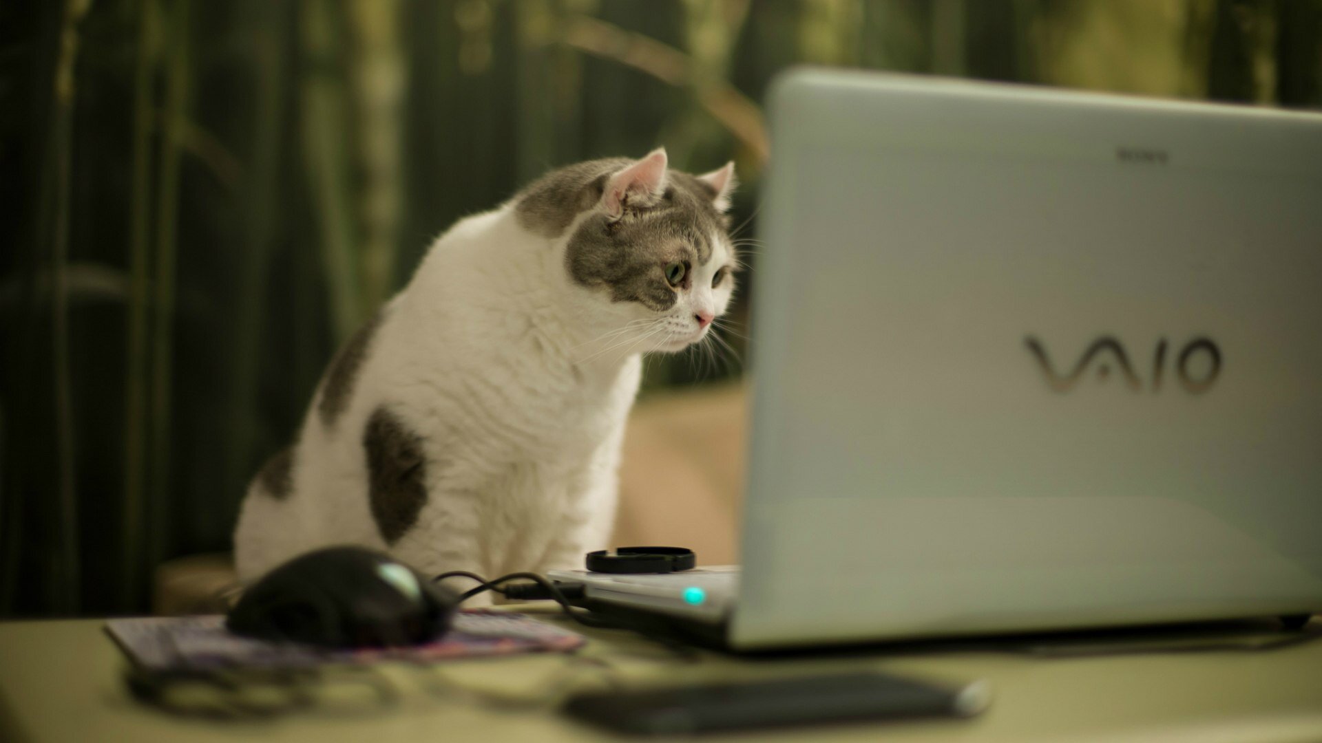 Cat looking at a laptop screen HD Wallpapers photo