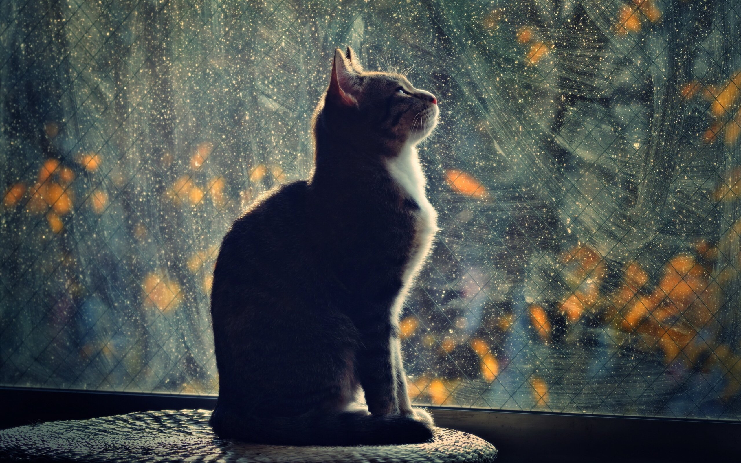 Cat looking out the window HD Wallpapers photo