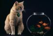 Cat Looks at the Fish HD Wallpaper