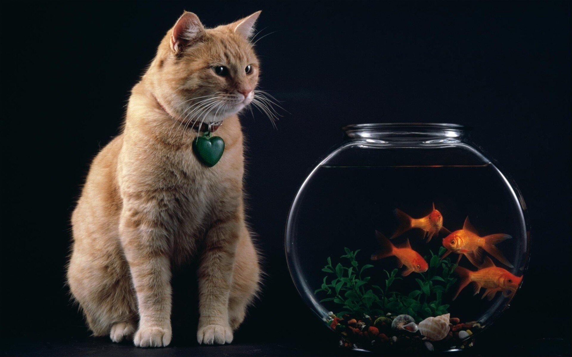 Cat looks at the fish HD Wallpapers photo