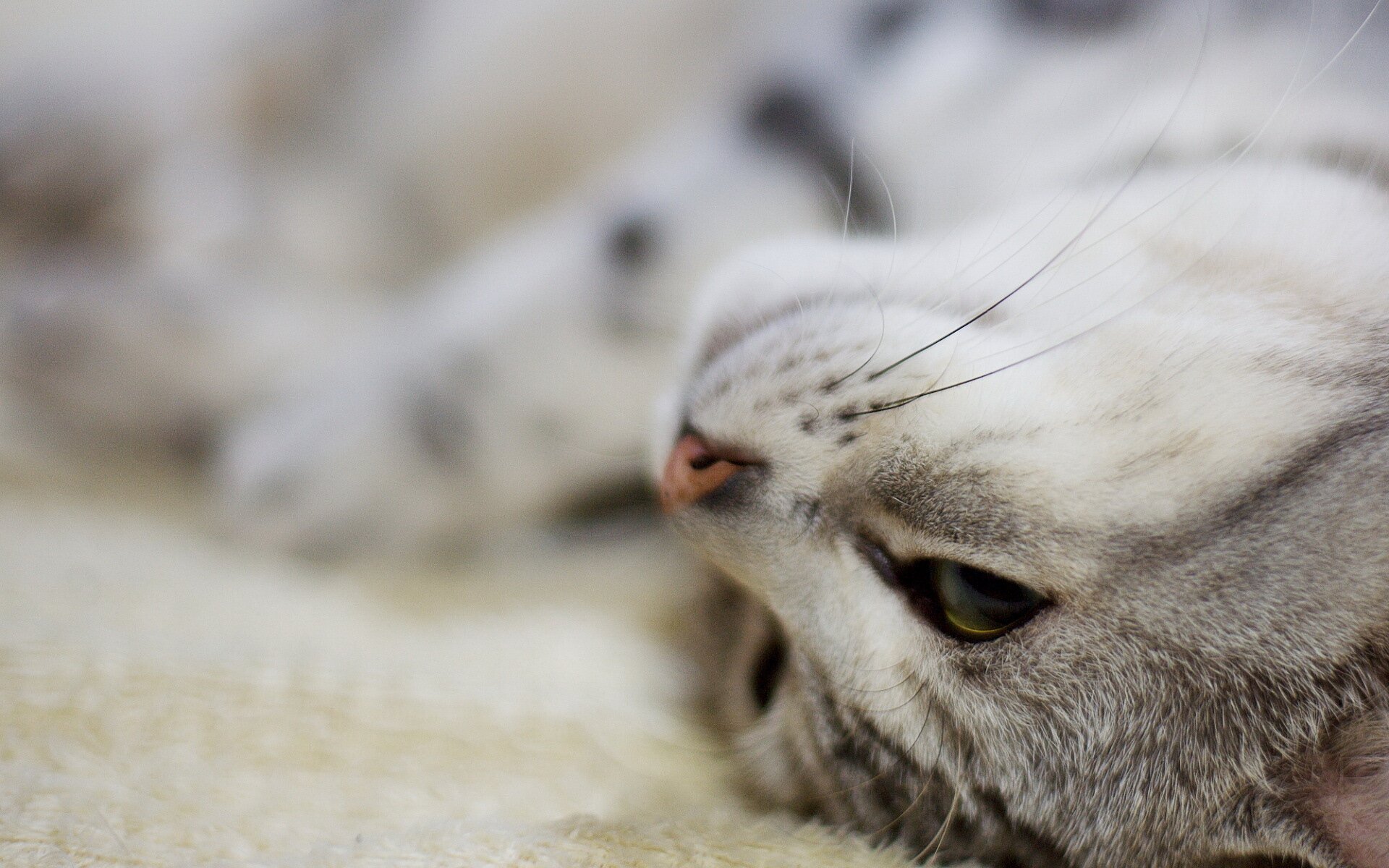 Cat luxuriates on the carpet HD Wallpapers photo