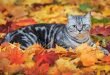 Cat Lying on Fallen Leaves HD Wallpaper