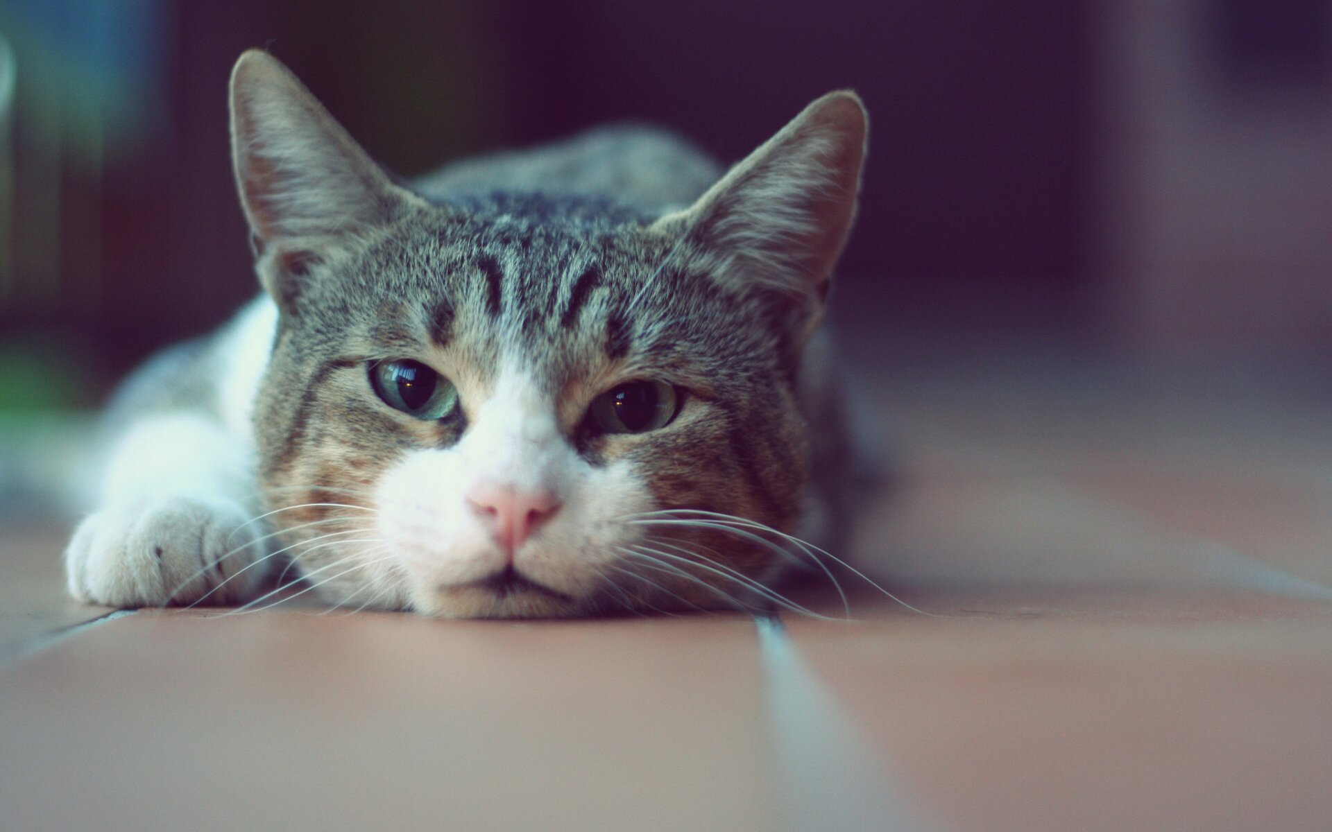 Cat lying on the floor HD Wallpapers photo