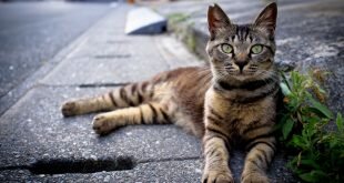 Cat lying on the street HD Wallpapers
