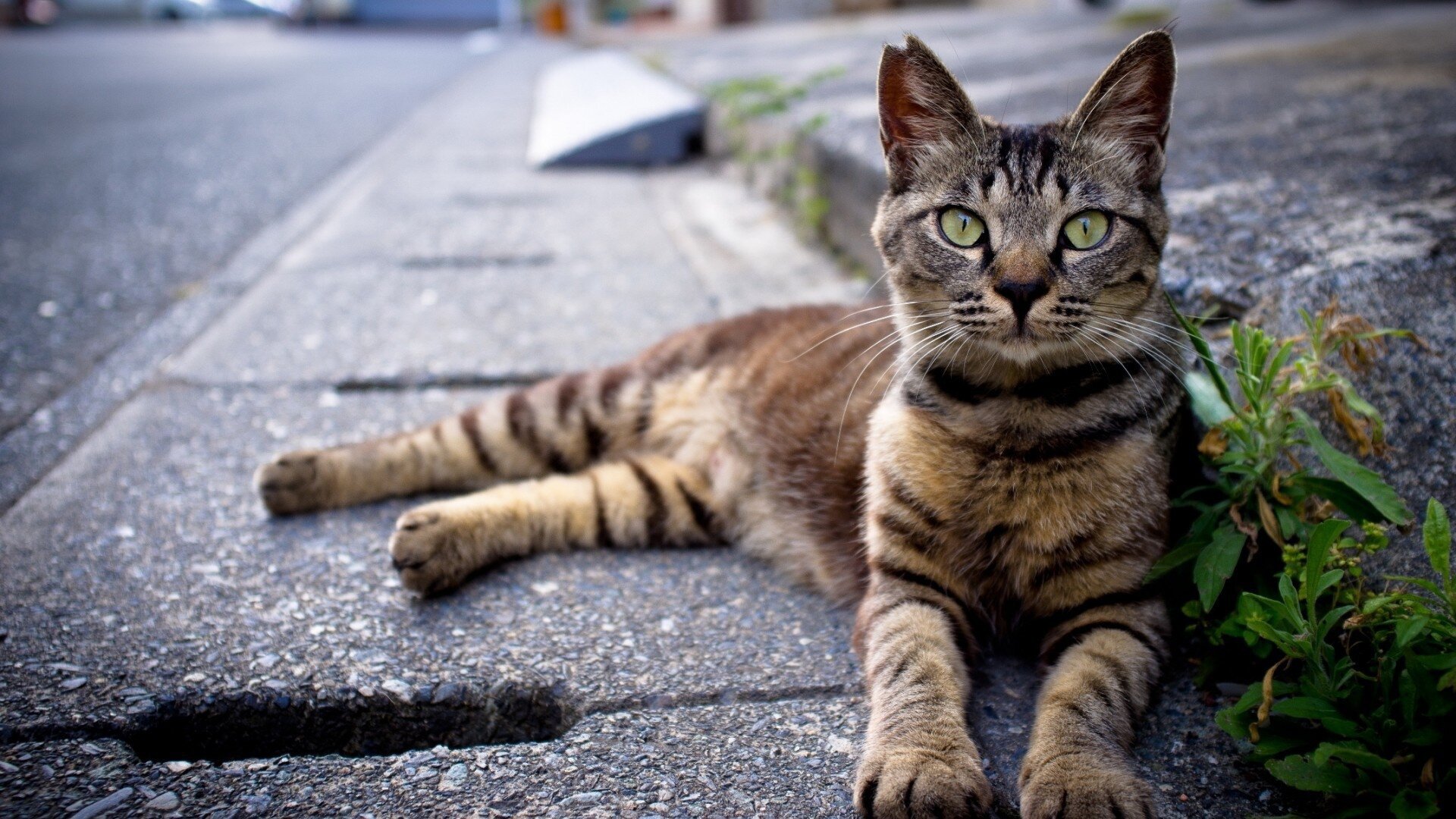 Cat lying on the street HD Wallpapers photo