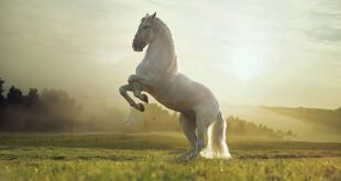 White horse reared HD Wallpapers