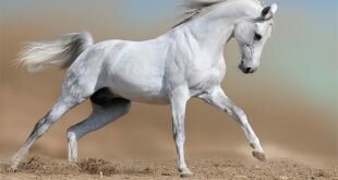 White horse runs HD Wallpapers