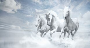 White horses HD Wallpapers