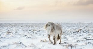 White pony on snow-covered field HD Wallpapers