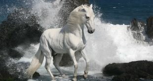 White stallion HD Wallpapers
