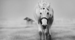 White steed HD Wallpapers