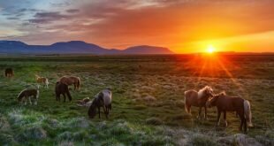 Wild horses at sunrise HD Wallpapers