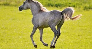 Young horse HD Wallpapers