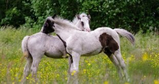 Young horses on a field of yellow flowers HD Wallpapers