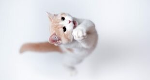 cat jump HD Wallpapers