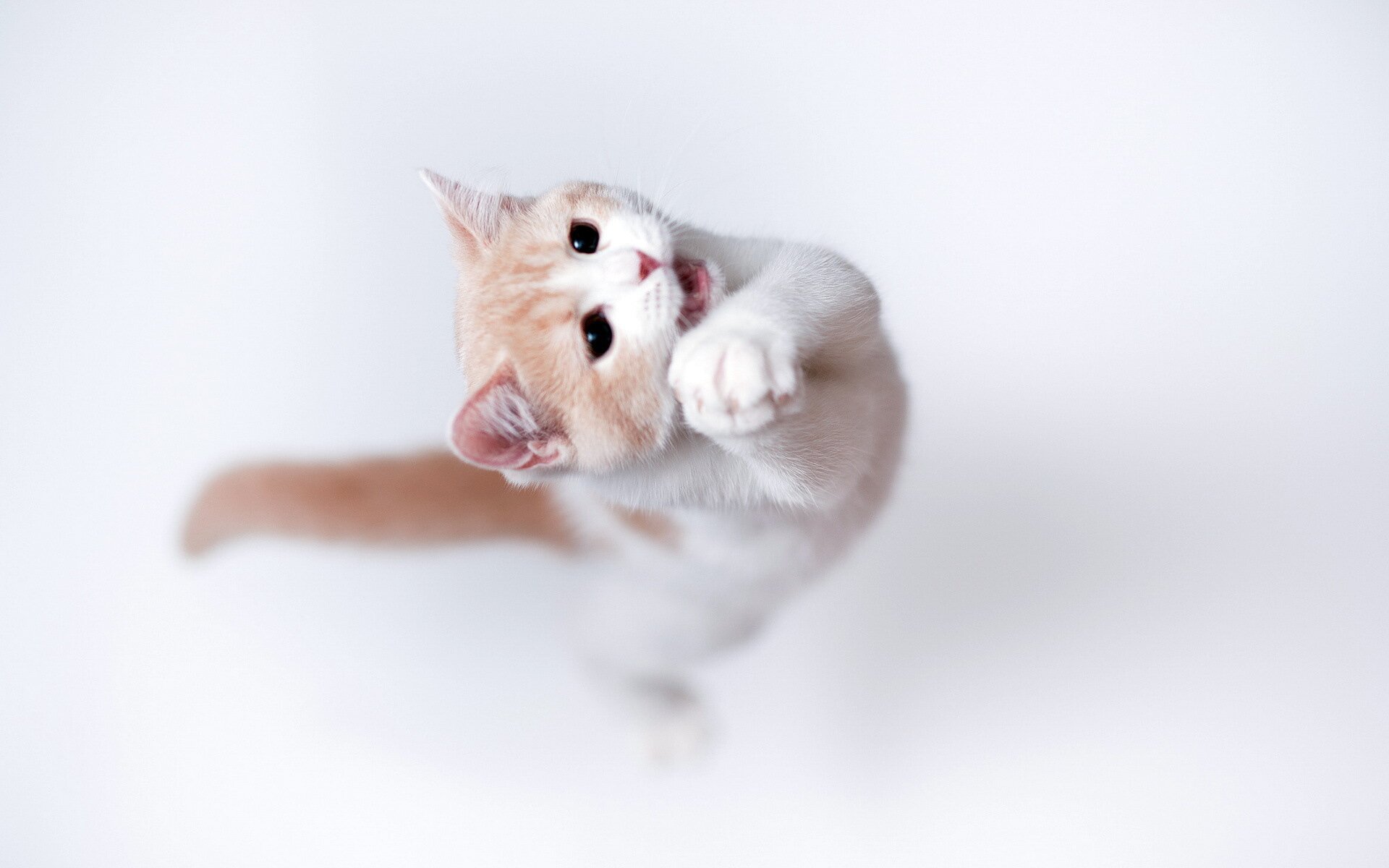 cat jump HD Wallpapers photo